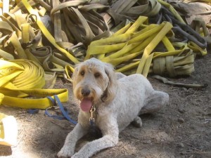 Picture of dog Daisy with firehose