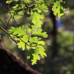 IMG_1133 Back Lit Oak